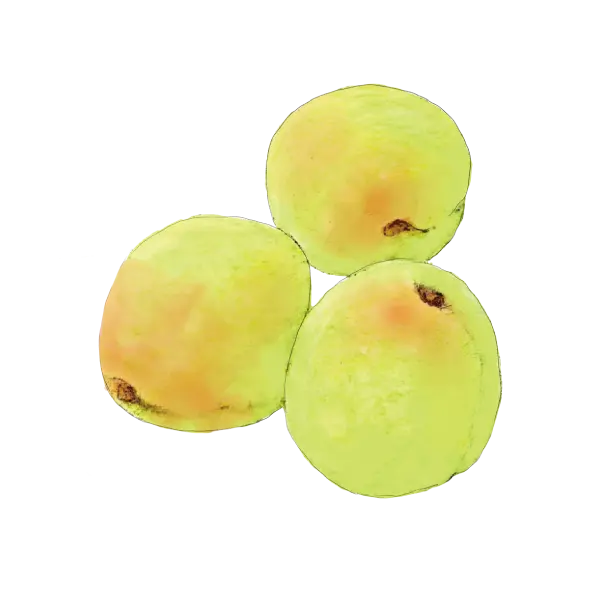 青梅