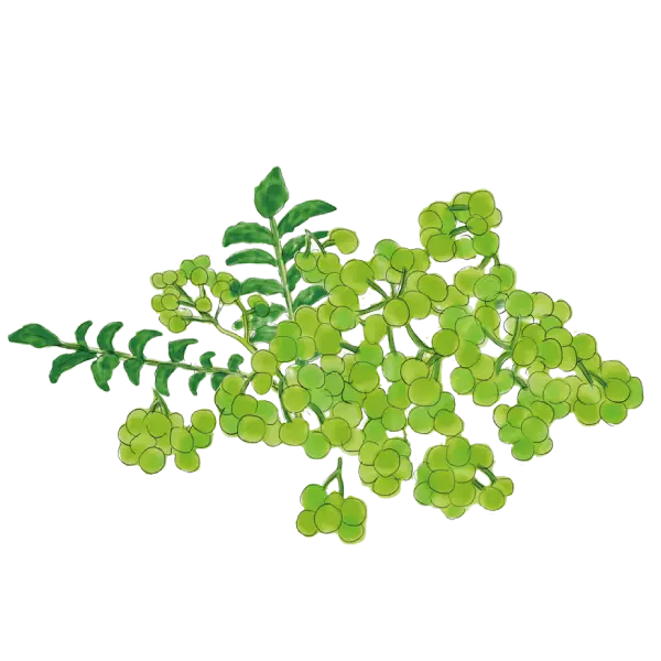 ぶどう山椒